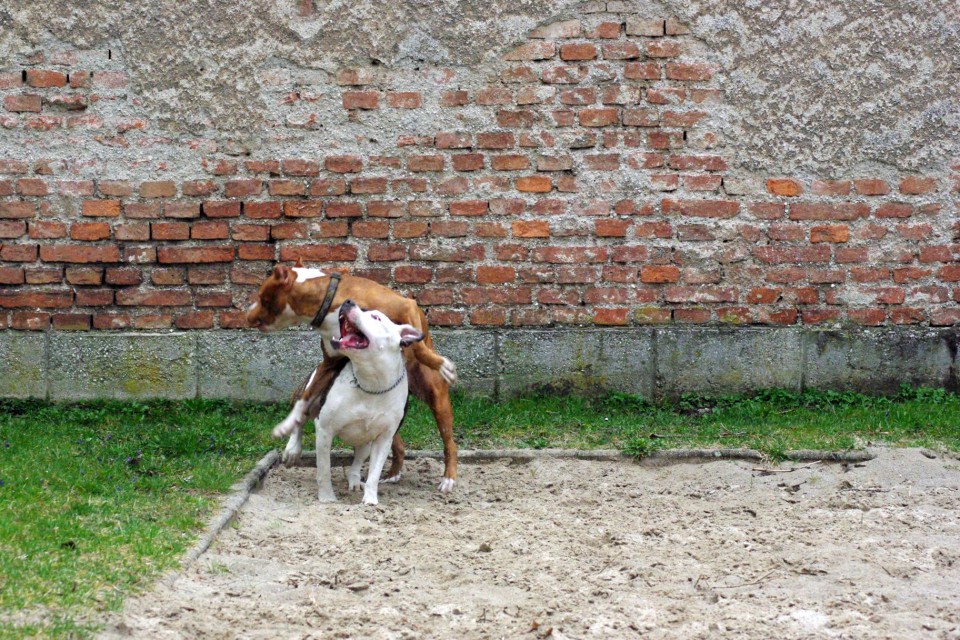 Crt in Ula - foto povečava