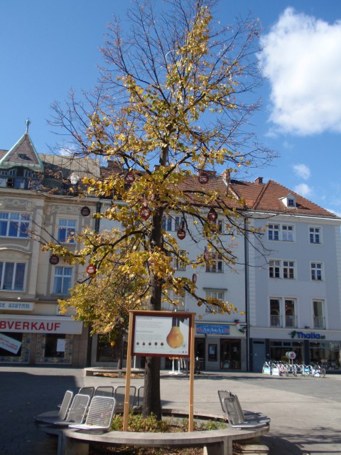 Wiener Neustadt - foto