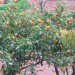 domače mandarine... njamiiiii