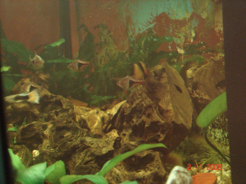 Akvarij 54L - foto povečava