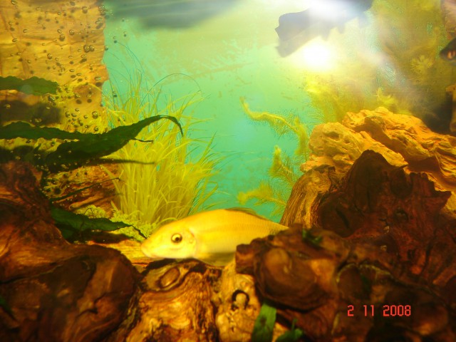 Akvarij 54L - foto
