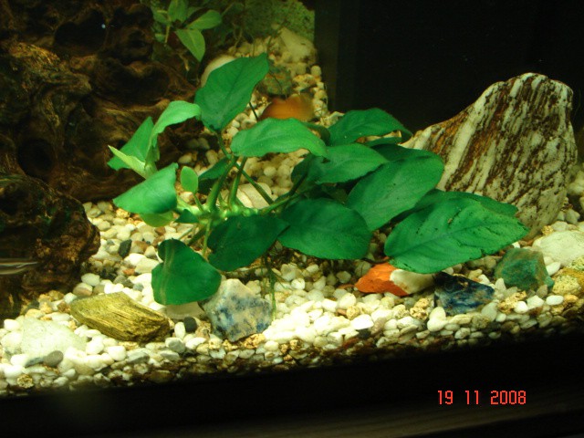 Akvarij 54L - foto povečava