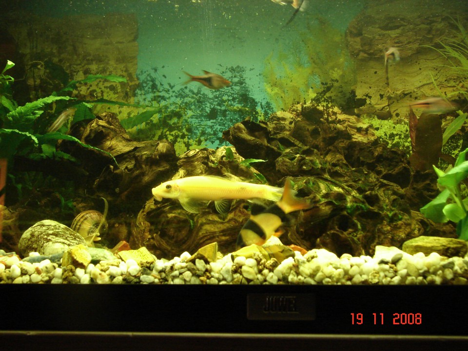 Akvarij 54L - foto povečava
