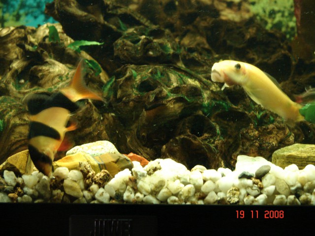 Akvarij 54L - foto