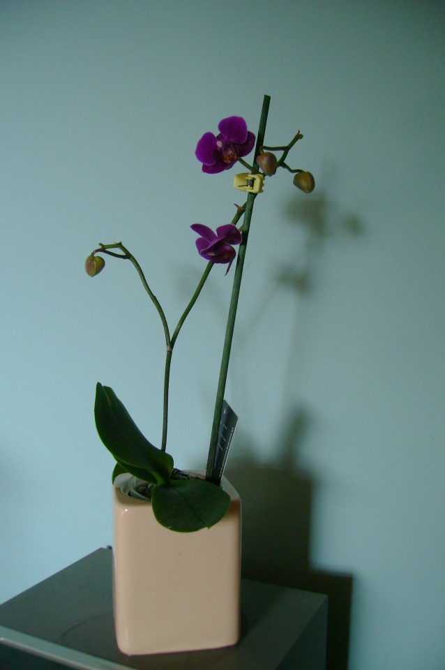 Phalaenopsis Calimero