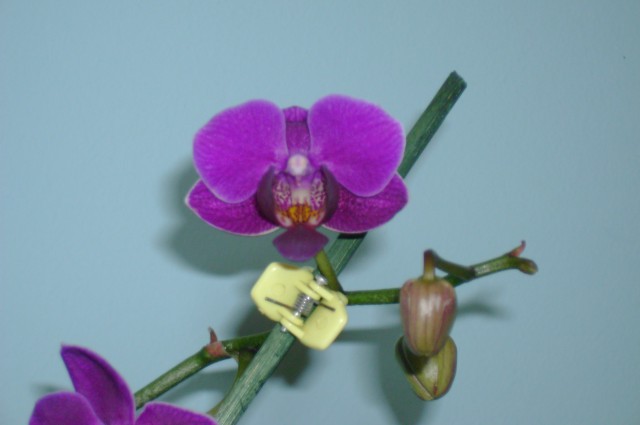 Phalaenopsis Calimero