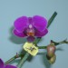 Phalaenopsis Calimero