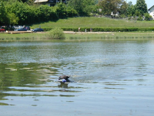 Supay nadando en el lago