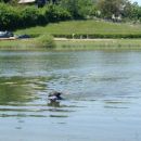 supay nadando en el lago