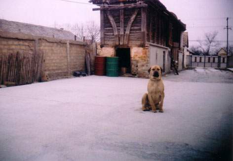 Srpski odbrambeni pas S.O.P. - foto