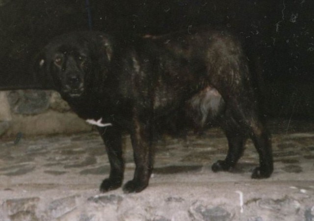 Srpski odbrambeni pas S.O.P. - foto