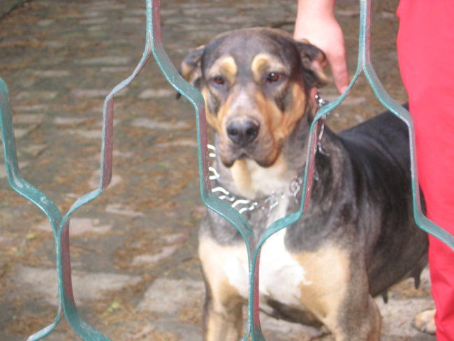 Srpski odbrambeni pas S.O.P. - foto povečava