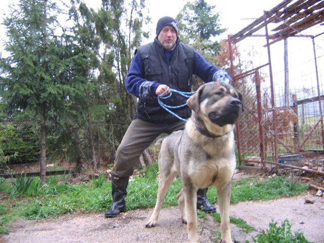 Srpski odbrambeni pas S.O.P. - foto