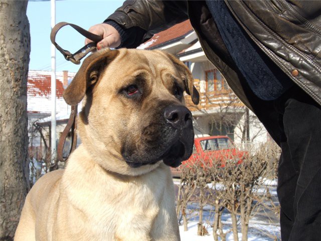 Srpski odbrambeni pas S.O.P. - foto