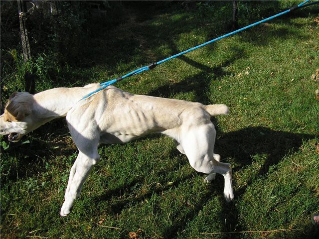 Srpski odbrambeni pas S.O.P. - foto povečava