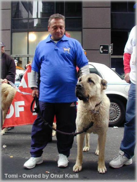 Kangal