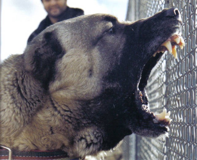 kangal