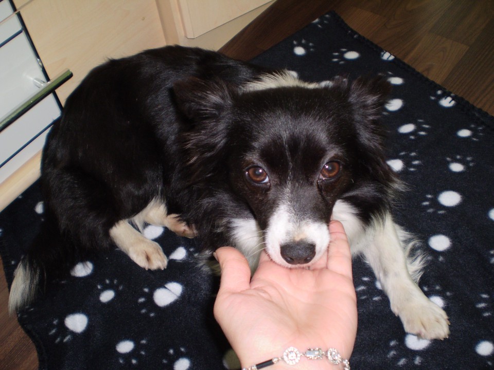 Psička - foto povečava