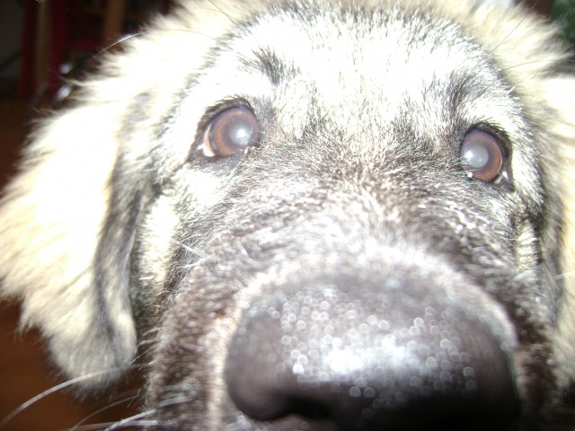 Lava-The dog - foto