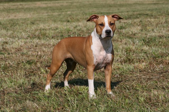 Perla1 - foto