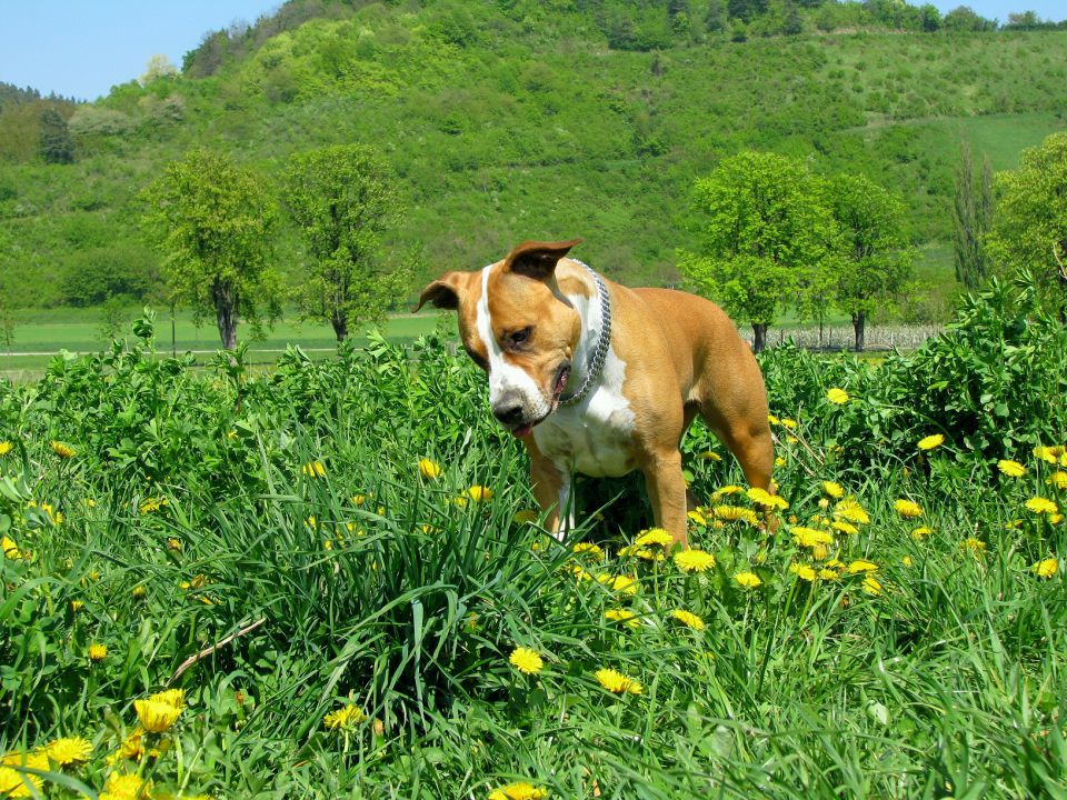 Pomlad 2011 - foto povečava