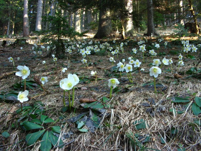 Uršlja gora - foto povečava