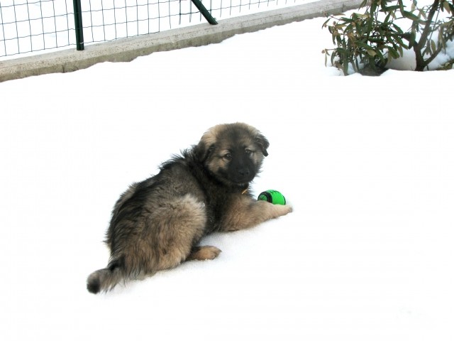 Bovec - 14. in 15.02.2009