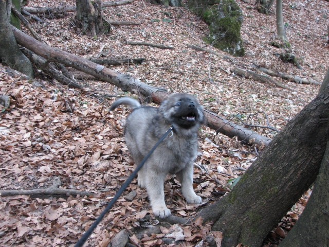 Šmarna gora 28.02.2009