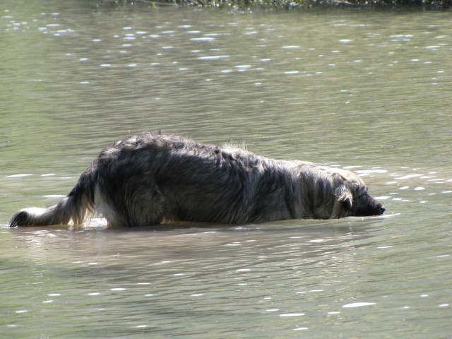 01.08.2009 na Soči (N. Gorica) - kraški vodni pes :)