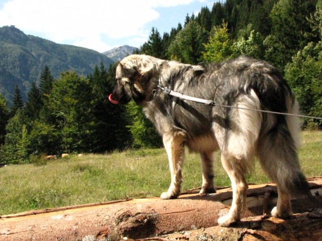 V Bohinju 06.09.2009 - bom jaz raje na teh hlodih ostala, bo bolj varno :D