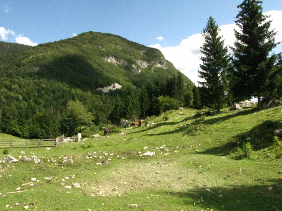 V Bohinju 06.09.2009 - pogled na pašnik s konji