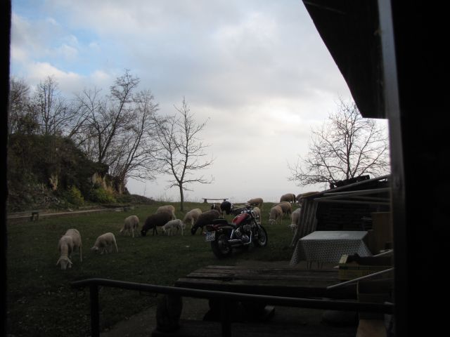 Ovčke na Šmarni gori 22.11.2009