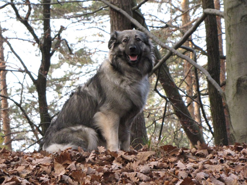 Domače hribovje 25.11.2009