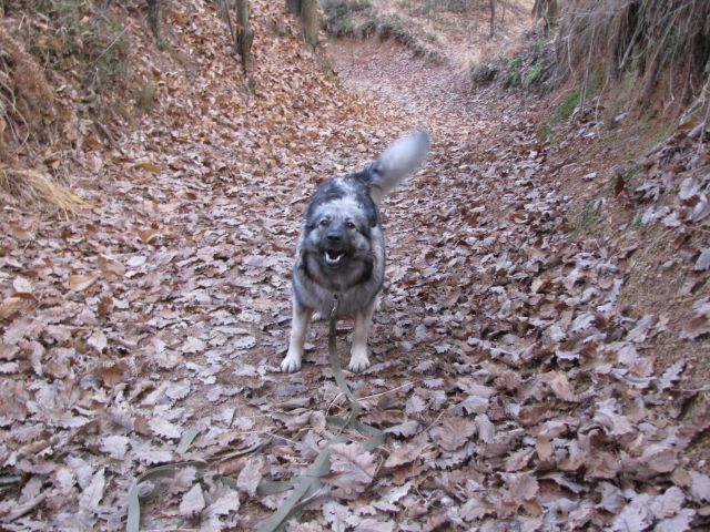 Domače hribovje 25.11.2009