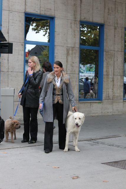 Eurodogshow Celje 30.09.2010 - foto