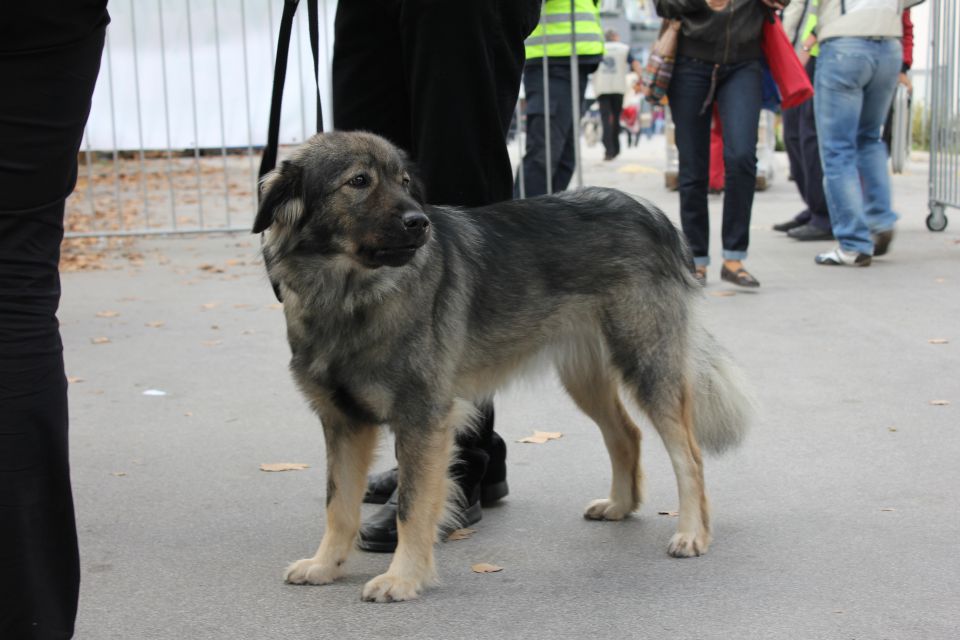 Burja, kraška ovčarka