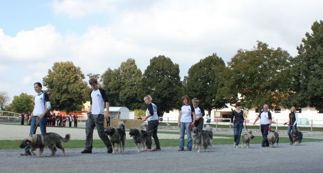 2010 - Lipica 03.10.2010 - foto