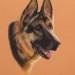  Nemški ovčar (German Shepherd Dog)- oil pastel 20x30cm 
