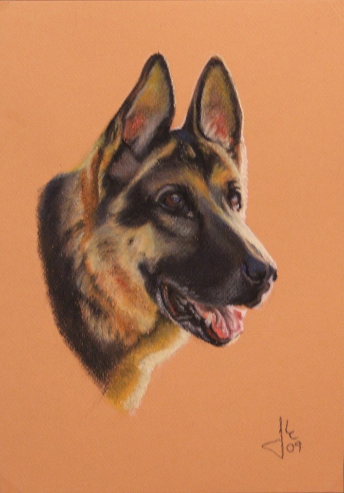  Nemški ovčar (German Shepherd Dog)- oil pastel 20x30cm 