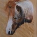 Pony-oil pastel-50x70cm