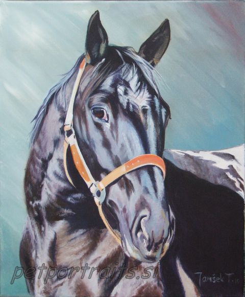 HORSES-portreti KONJI - foto