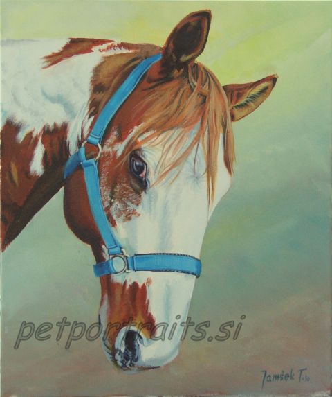 HORSES-portreti KONJI - foto