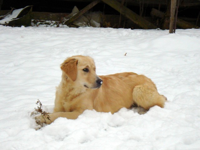 Agi in prvo srecanje s snegom,december 2007 - foto povečava