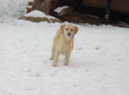 Agi in prvo srecanje s snegom,december 2007 - foto