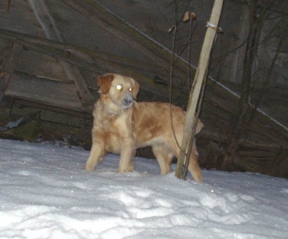 Zima 2008/2009 - foto