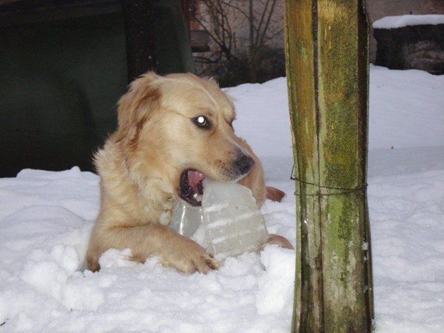 Zima 2008/2009 - foto povečava