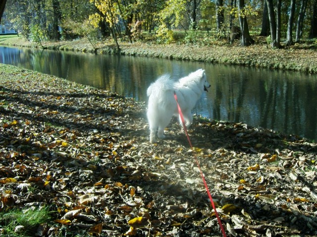 Moja samojedka Nala - foto