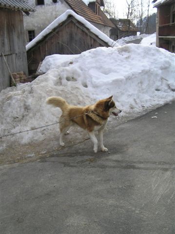 Zami in družba - foto