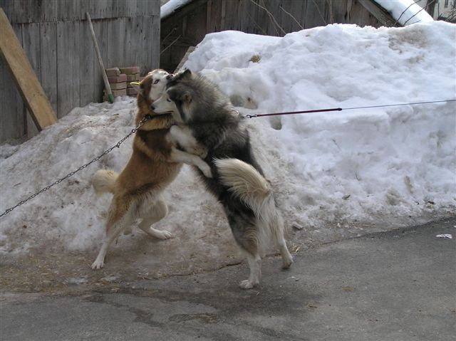 Zami in družba - foto povečava