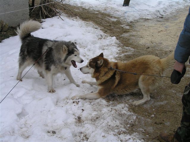 Zami in družba - foto